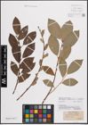 Foto von Salix caprea L. x Salix daphnoides Vill.
